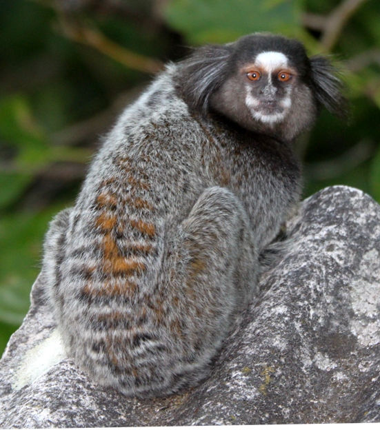 marmoset